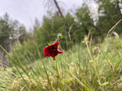Potentilla thurberi