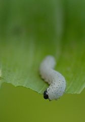 Phymatocera aterrima
