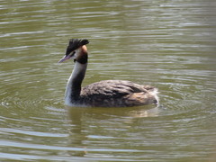 Podiceps cristatus
