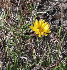 Grindelia scorzonerifolia