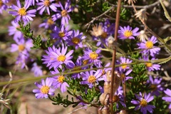 Felicia fruticosa