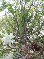 Euphorbia cooperi var. cooperi image