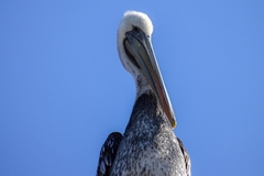 Pelecanus thagus