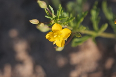 Scoparia montevidensis