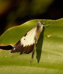 Belenois creona severina