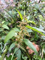 Urtica dioica