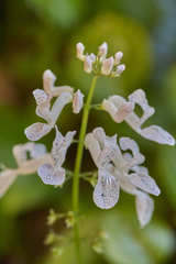 Plectranthus verticillatus