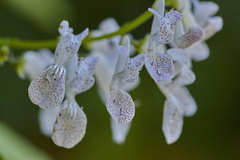 Plectranthus verticillatus