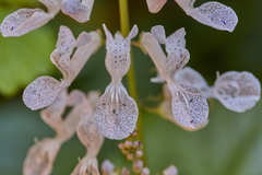 Plectranthus verticillatus