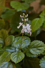 Plectranthus verticillatus