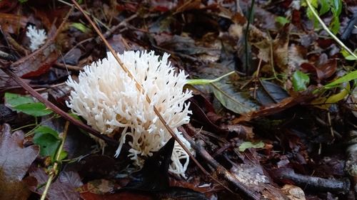 white coral fungus (Ramariopsis kunzei)