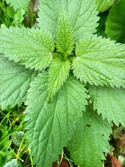Urtica dioica