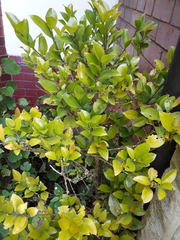 Buxus natalensis