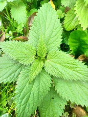 Urtica dioica