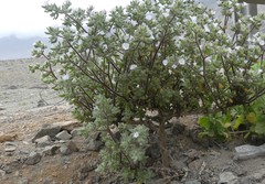 Nolana aplocaryoides