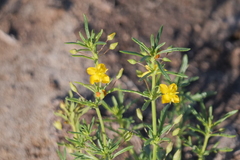 Scoparia montevidensis