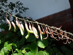 Gasteria croucheri croucheri