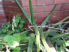 Gasteria croucheri croucheri