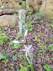 Camassia scilloides