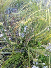 Aspalathus laricifolia