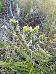 Aspalathus laricifolia