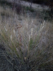 Melica transsilvanica