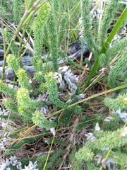 Aspalathus laricifolia