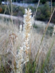 Melica transsilvanica