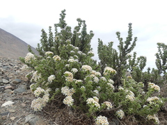 Heliotropium pycnophyllum