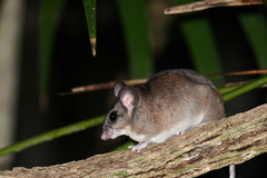 Ototylomys phyllotis