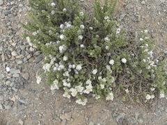Heliotropium pycnophyllum