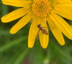 Toxomerus