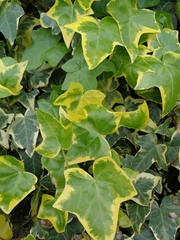 Hedera helix