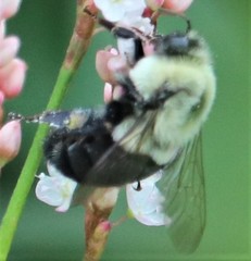 Bombus impatiens image