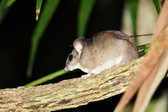 Ototylomys phyllotis