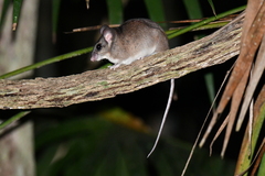 Ototylomys phyllotis