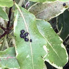 Pseudapines geminata