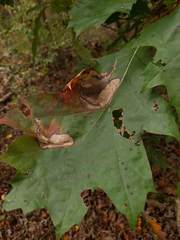 Coptotriche castaneaeella