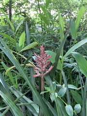 Aechmea distichantha