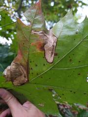 Coptotriche castaneaeella