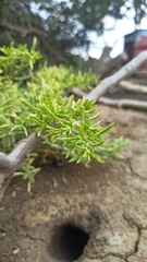 Magnoliopsida