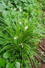 Chlorophytum saundersiae