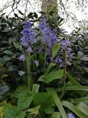 Hyacinthoides