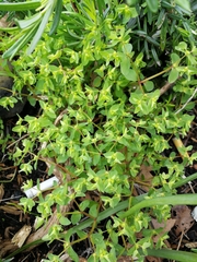 Euphorbia peplus