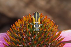 Chauliognathus opacus