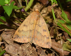 Stenopis tumiditermina