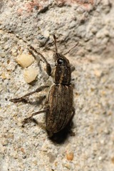 Sitona puncticollis