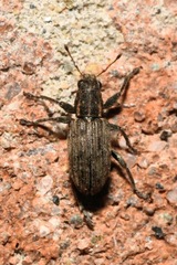 Sitona puncticollis