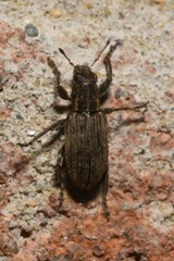 Sitona puncticollis