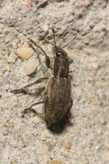 Sitona puncticollis